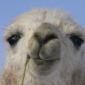 Meet your Posher, Emir